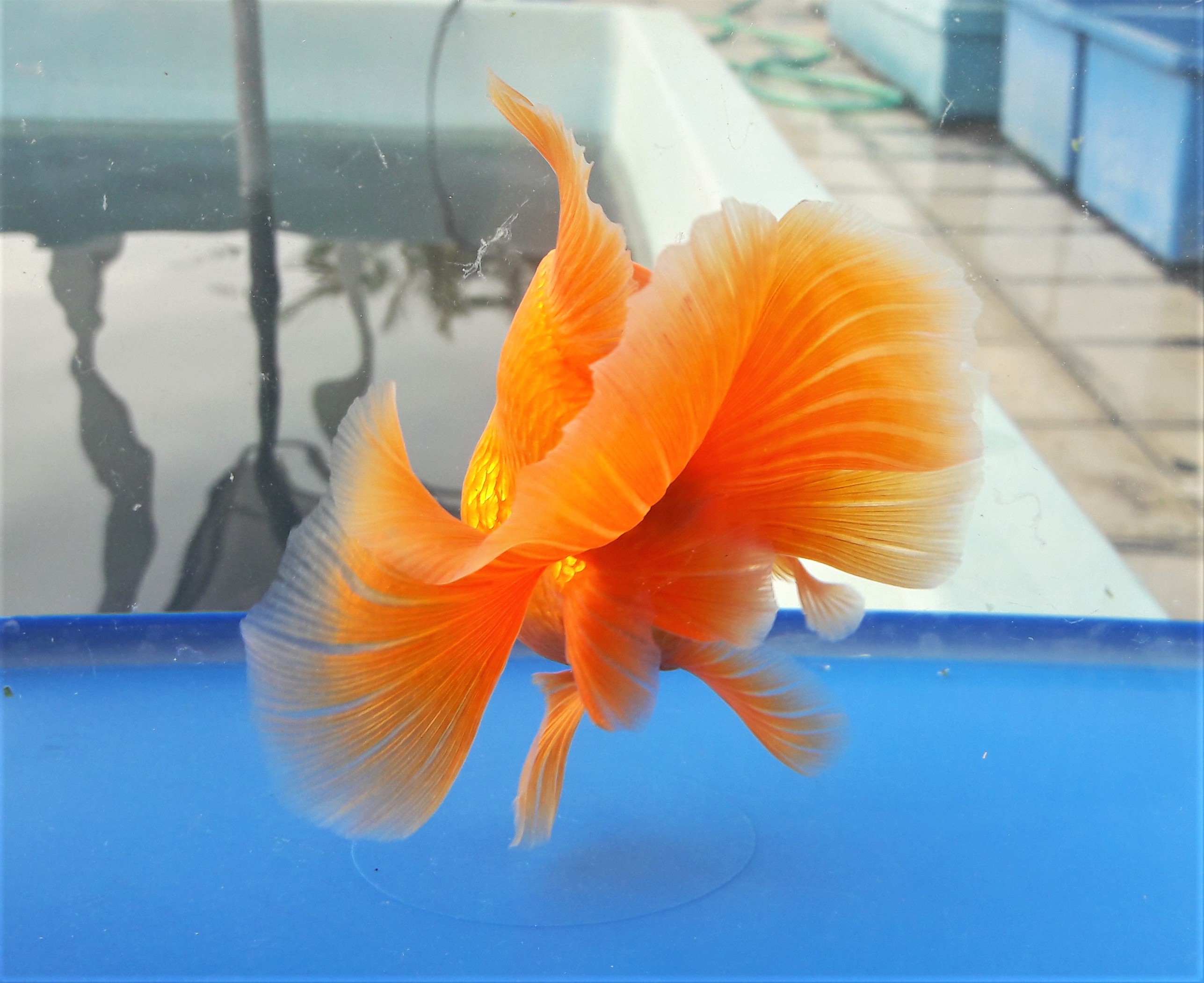 Фото цветов золотая рыбка. Тосакин (Tosakin Goldfish). Тосакин Золотая рыбка. Золотая рыбка аквариумная Тосакин. Рыбки золотые с Лотусом.